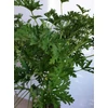 Kép 3/4 - Pelargonium  Lemon Tree - Citrom illatú muskátlifa Pelargonium  Lemon Tree - Citrom illatú muskátlifa 