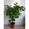 Kép 1/4 - Pelargonium  Lemon Tree - Citrom illatú muskátlifa 