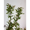 Kép 2/3 - Punica granatum - Gránátalma