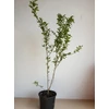 Kép 3/3 - Punica granatum - Gránátalma