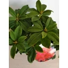 Kép 2/3 - Rhododendron 'Red Jack'