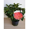 Kép 3/3 - Rhododendron 'Red Jack'