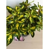 Kép 2/3 - Rhododendron Gold Finger