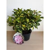 Kép 3/3 - Rhododendron Gold Finger