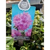 Kép 1/3 - Rhododendron Gristede