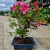 Kép 1/3 - Azálea latin neve: Rododendron –hibridek