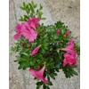Kép 3/3 - Azálea latin neve: Rododendron –hibridek