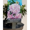 Kép 1/3 - Rhododendron Robert Seleger