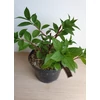 Kép 2/3 - Hydrangea paniculata 'Ruby' – Bugás hortenzia