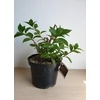 Kép 3/3 - Hydrangea paniculata 'Ruby' – Bugás hortenzia