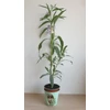 Kép 2/4 - Solanum_glaucophyllum_