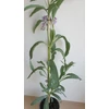 Kép 3/4 - Solanum_glaucophyllum_
