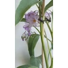 Kép 1/4 - Solanum_glaucophyllum_