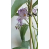 Kép 1/4 - Solanum_glaucophyllum_