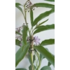 Kép 4/4 - Solanum_glaucophyllum_