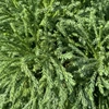 Kép 2/3 - Cryptomeria_japonica_Globosa_