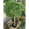 Kép 3/3 - Cryptomeria_japonica_Globosa_