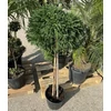 Kép 1/3 - Cryptomeria_japonica_Globosa_