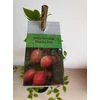 Kép 2/3 - Vörös termésű mini kiwi