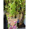 Kép 2/5 - Vaccinium corymbosum 'Pink Lemonade' - Magasbokrú áfonya