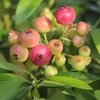 Kép 1/5 - Vaccinium corymbosum 'Pink Lemonade' - Magasbokrú áfonya