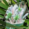 Kép 3/4 - Anigozanthos - Kengurumancs  Diamond
