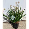 Kép 2/4 - Anigozanthos - Kengurumancs  Diamond