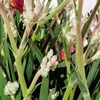 Kép 4/4 - Anigozanthos - Kengurumancs &quot;diamond