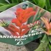 Kép 2/4 - anigozanthos_inferno_