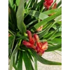 Kép 3/4 - anigozanthos_inferno_