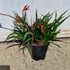 Kép 4/4 - anigozanthos_inferno_