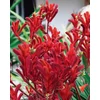 Kép 1/4 - anigozanthos_inferno_