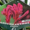 Kép 3/4 - Anigozanthos_Kengurumancs_Pearl