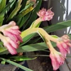 Kép 2/4 - Anigozanthos_Kengurumancs_Pearl