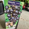Kép 1/2 - Ribes nigrum 'Titánia' – Fekete ribizli