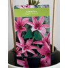 Kép 2/5 - clematis_hagley_hybrid