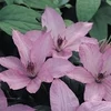 Kép 1/5 - clematis_hagley_hybrid