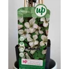 Kép 5/5 - Clematis vitalba erdei iszalag
