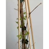 Kép 2/5 - Clematis vitalba erdei iszalag