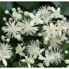 Kép 1/5 - Clematis vitalba erdei iszalag