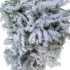 Kép 2/3 - Picea Glauca Conica Cukorsüvegfenyő