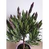Kép 1/2 - Francia levendula (Lavandula stoechas)