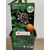 Kép 2/2 - passiflora_caerulea_