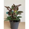 Kép 6/6 - Helleborus purple price (Hunyor)