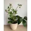 Kép 2/6 - helleborus_cinderella_