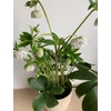 Kép 3/6 - helleborus_cinderella_