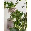 Kép 5/6 - helleborus_cinderella_