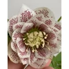 Kép 1/6 - Helleborus orientalis 'Abigail'