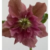 Kép 1/4 - Helleborus rózsaszín virágú (Hunyor)