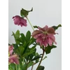 Kép 2/4 - helleborus_dupla_rozsaszin
